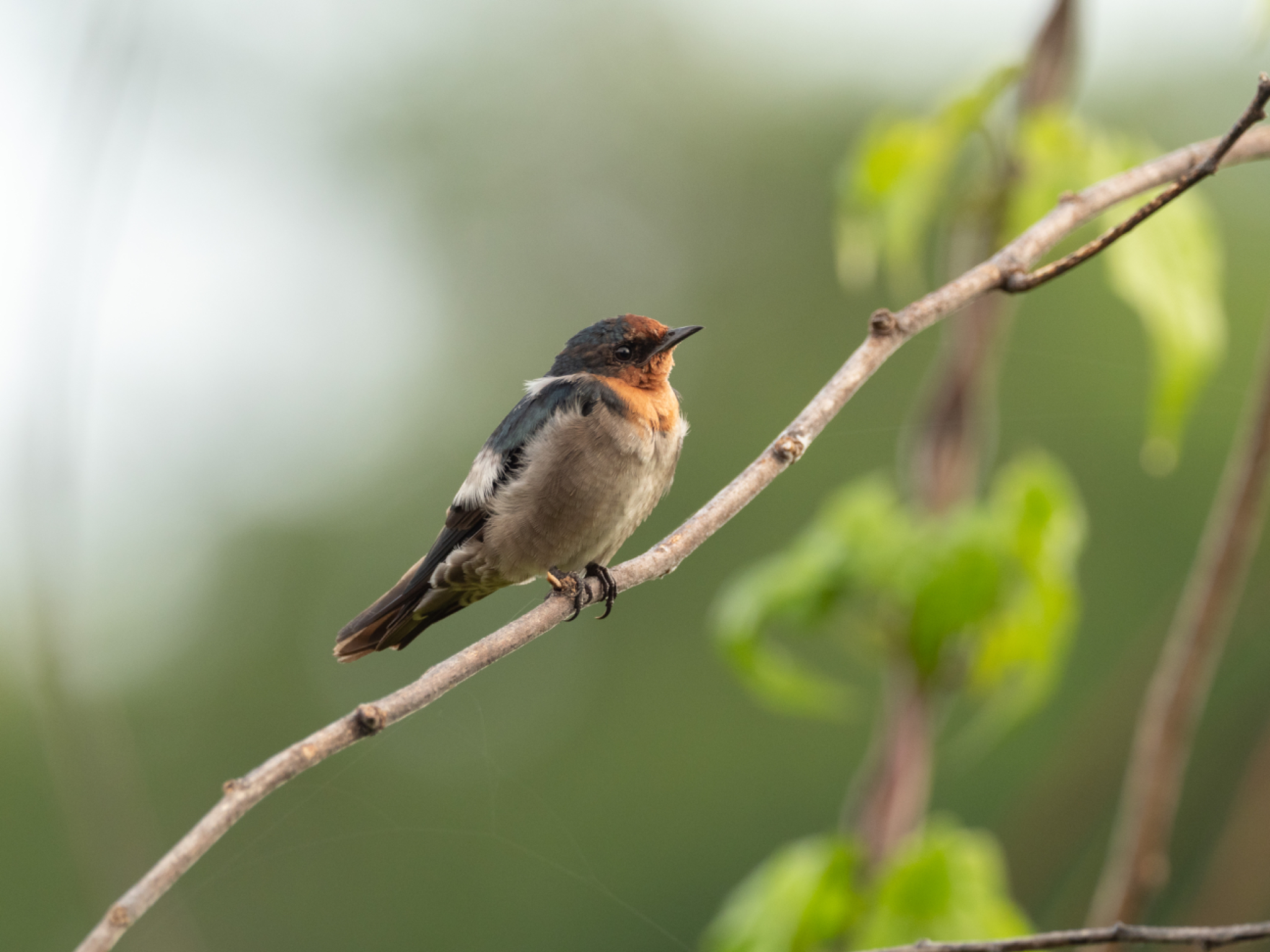 Pacific Swallow